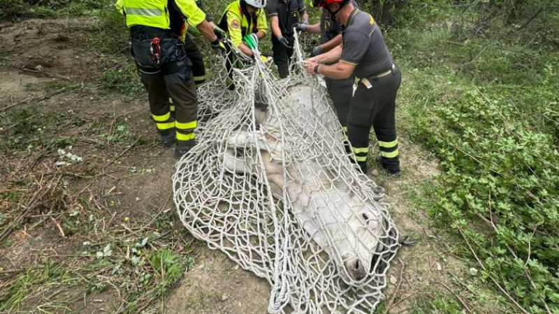 Recuperata dai vigili del fuoco una vitella con la spina dorsale lesionata a Casale San Nicola - Foto