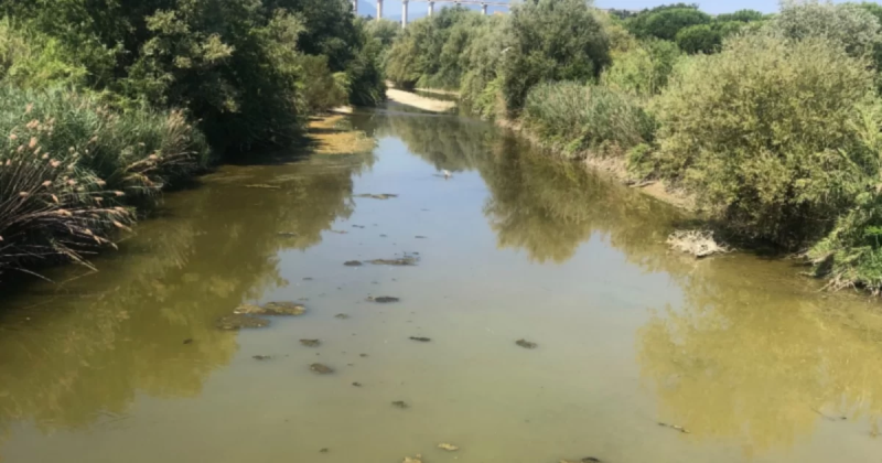 Moria di pesci e odori nauseabondi alla foce del Salinello. Mariani annuncia un sopralluogo - Foto