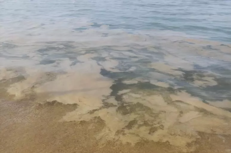 Mucillagine e prodotto ittico: abbiamo parlato con chi lavora sul campo ogni giorno - Foto