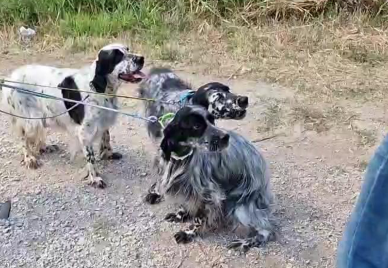 Incendio a Carapollo. Sono salvi i cani del canile: era già successo tre anni fa - Foto