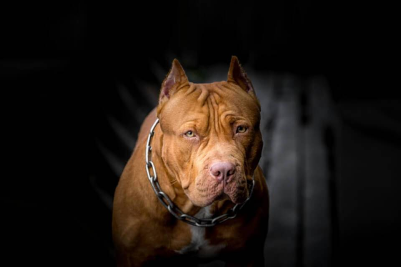 L'Aquila. 73enne venne azzannata da un pitbull: necessaria l'amputazione di entrambe le braccia - Foto