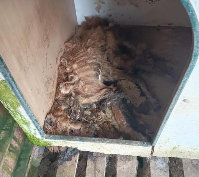 Domani la rimozione delle carcasse di animali rinvenute nei giorni scorsi a Piano della Lenta - Foto