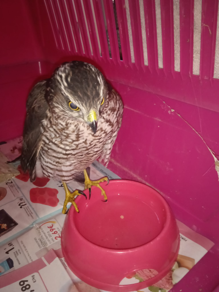 Sta bene il rapace salvato dal vigile ecologico Calvarese - Foto