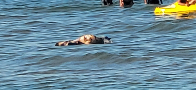 Trovata senza vita a Tortoreto una tartaruga Caretta Caretta - Foto