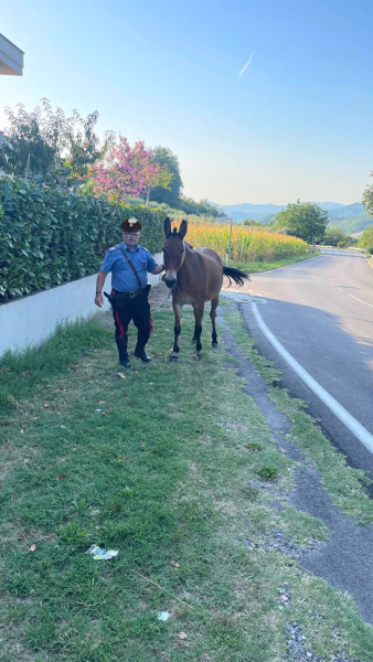 I carabinieri recuperano un mulo a Putignano fuggito dal suo recinto - Foto