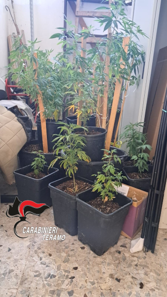 Giulianova. Coltivava in casa 23 piantine di cannabis alte fino a 70 centimetri - Foto