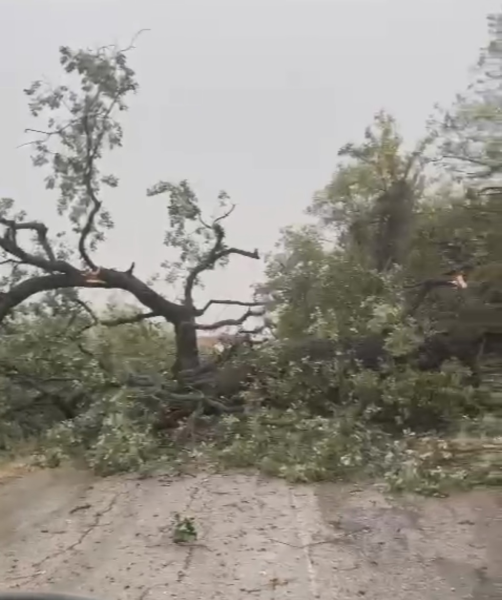 Attenzione. Albero caduto lungo la strada per Bellante - Foto