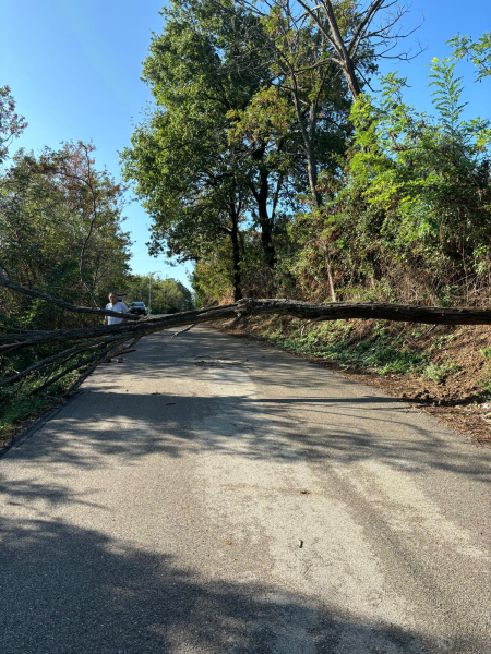 Albero caduto a Viola. Ripristinate subito la sicurezza e la viabilità - Foto