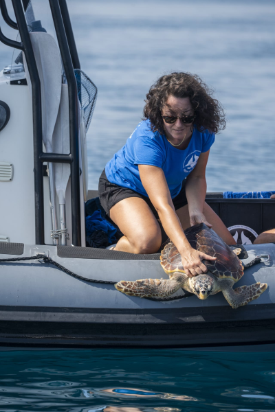 In AMP rilasciata Flavia, tartaruga Caretta caretta che fu trovata con un amo nell'esofago - Foto