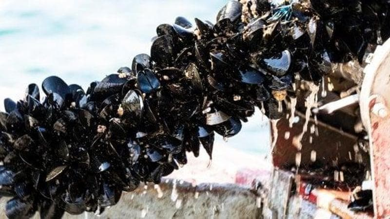 Morìa di cozze in Abruzzo, si riunisce la Conferenza della Pesca - Foto