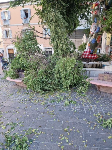 Sfiorata la tragedia a piazza Martiri: cade a terra un grosso ramo dell’olmo - Foto