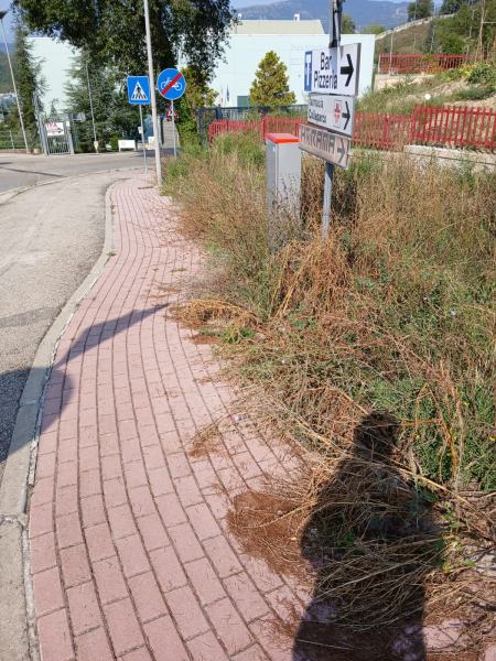 Verde incolto e piante secche a Colleparco, i residenti: «Arriva una facoltà di botanica?» - Foto