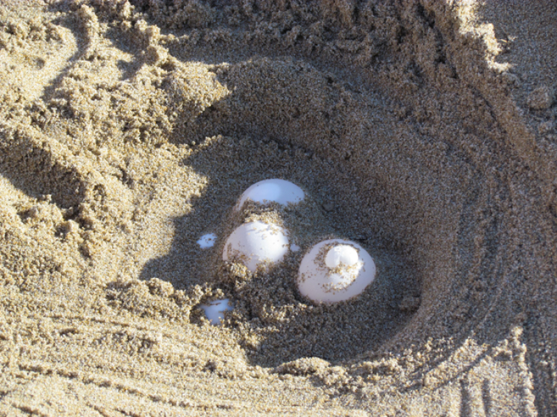 Un nuovo nido di Caretta caretta a Roseto, Nugnes firma l'ordinanza di tutela - Foto