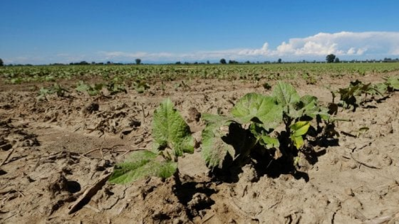 Siccità. Cia Abruzzo, stato di calamità per l'agricoltura - Foto