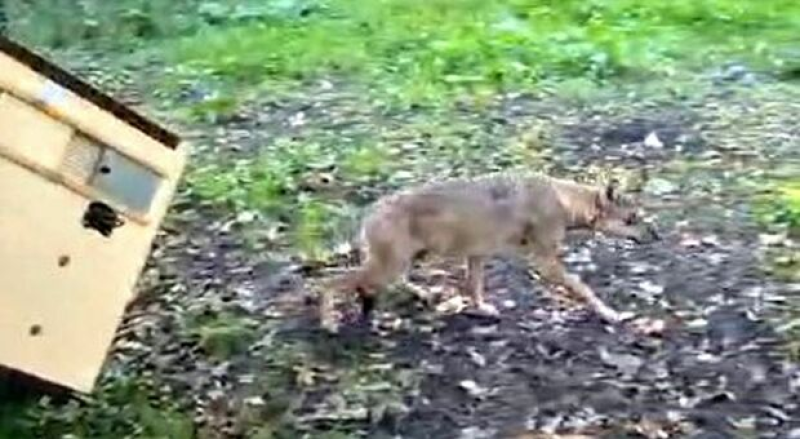 Lupa aggredì un bambino a Roma: fermata e trasferita in Abruzzo - Foto