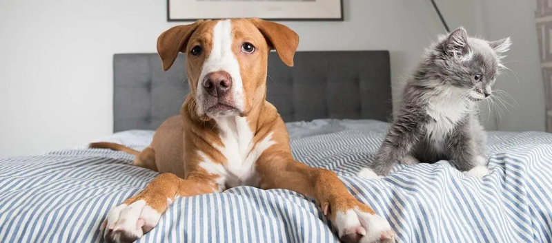 Adozioni di cani e gatti possibili oggi e domani al Centro Commerciale Gran Sasso di Teramo - Foto