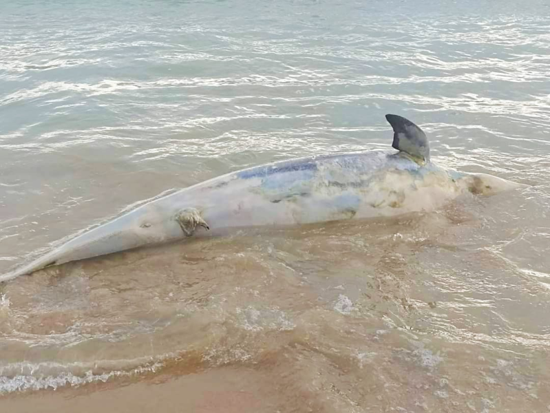 Due delfini senza vita ritrovati sulle spiagge di Pineto - Foto