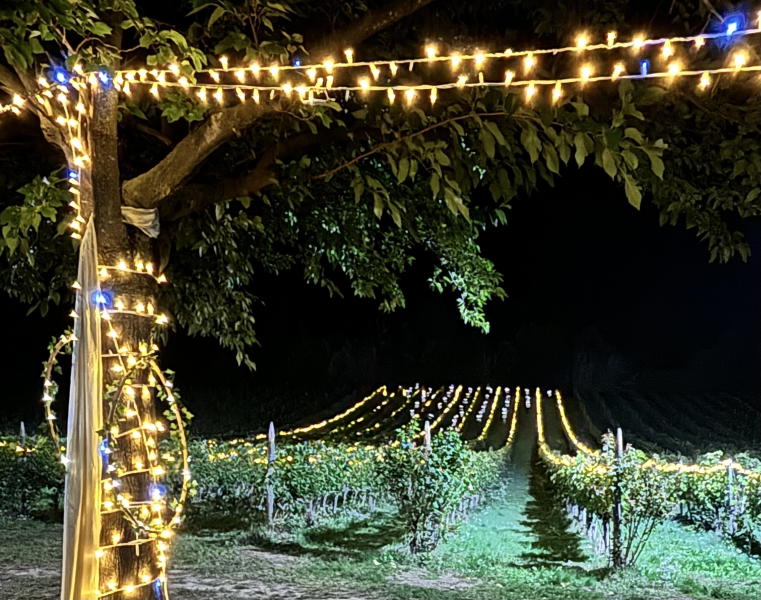 Quando la scuola è passione: il Di Poppa Rozzi si veste country per la festa della vendemmia - Foto