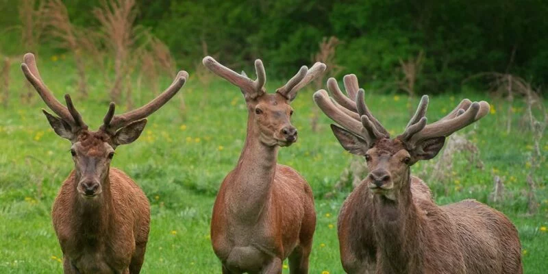 Abbattimento cervi in Abruzzo. Gli Animalisti promettono il ricorso al Consiglio di Stato - Foto