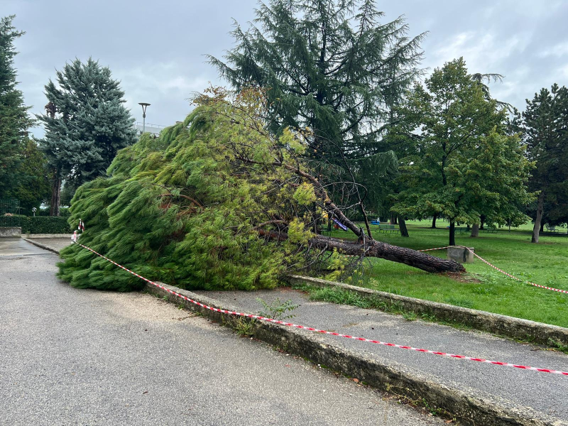 Sant'Omero. Albero crolla a terra, l'opposizione: «Verde pubblico abbandonato» - Foto