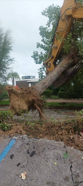 Comitato Provinciale per la tutela del Verde Pubblico: "Scelte dannose per l’ambiente e per la comunità" - Foto