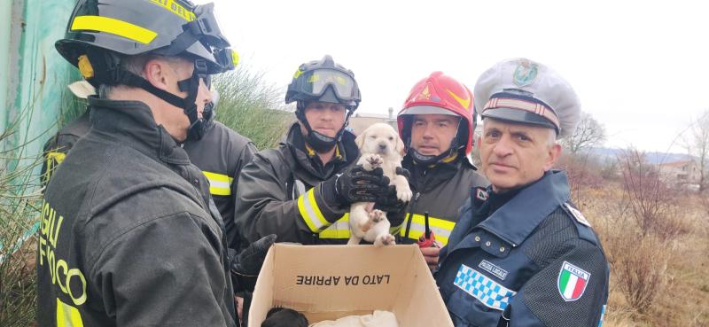 Recuperati tre cuccioli di pochi giorni in un cassone a Campovalano - Foto