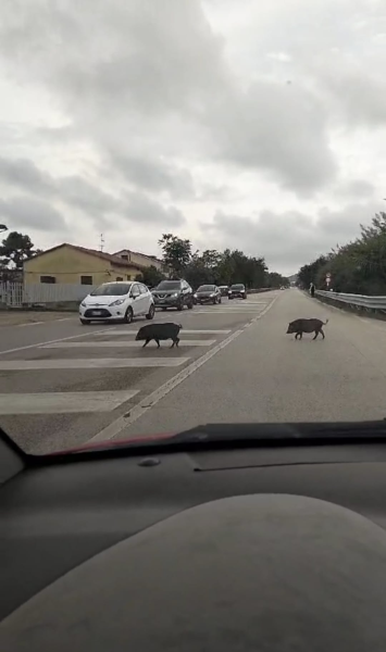 Villa Rosa. Cinghiali sulla SS 16: traffico costretto a rallentare - Foto