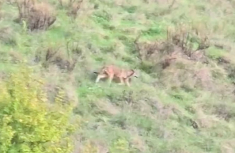 Avvistato un lupo tra le campagne di Canzano - Foto