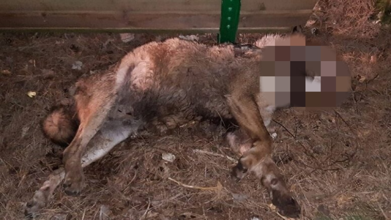 Lupo trovato morto nel Parco d'Abruzzo, l'IZS di Teramo accerterà le cause - Foto