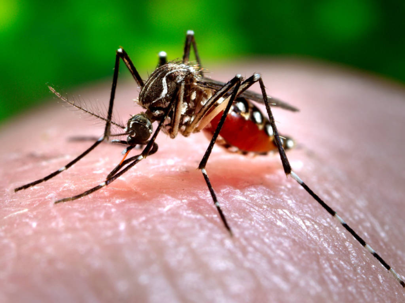 Nuovo caso di Dengue a Ortona: contagi a quota 15, scatta la disinfestazione - Foto