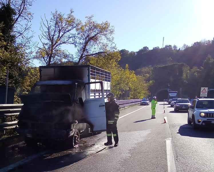 Va a fuoco camion in A14 con un cavallo a bordo, l’autista lo salva - Foto