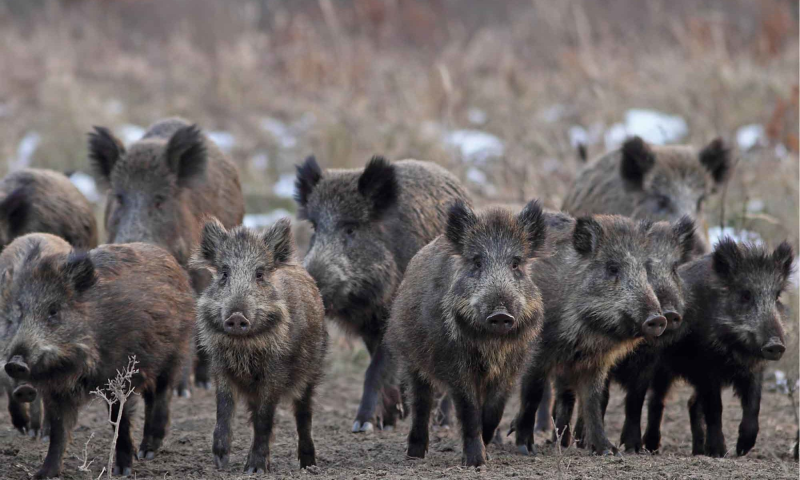 Montesilvano. Cinghiali abbattuti nel parco: esposto in Procura - Foto