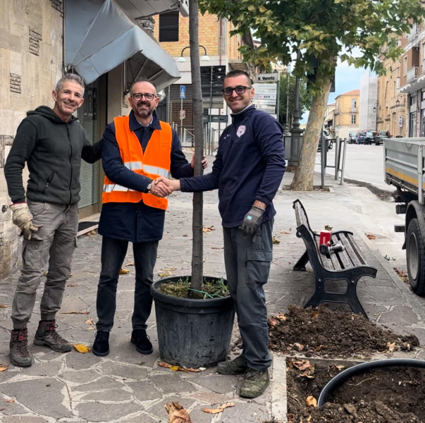 Nereto. Piantati 14 nuovi alberi in viale Roma - Foto