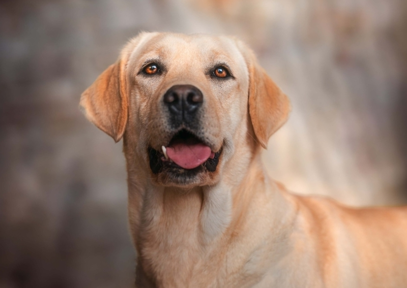 Donna aggredita da due cani a Castel di Sangro: salvata dal suo labrador - Foto