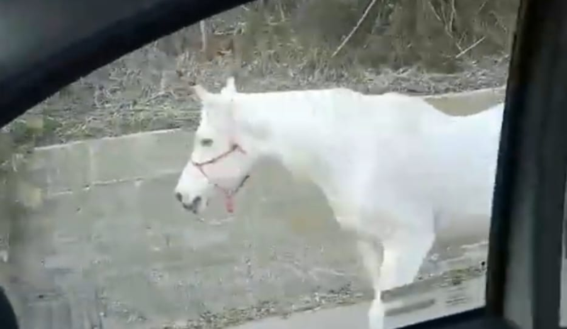 Cavallo vagante tra le strade di Teramo: recuperato dal proprietario - Foto