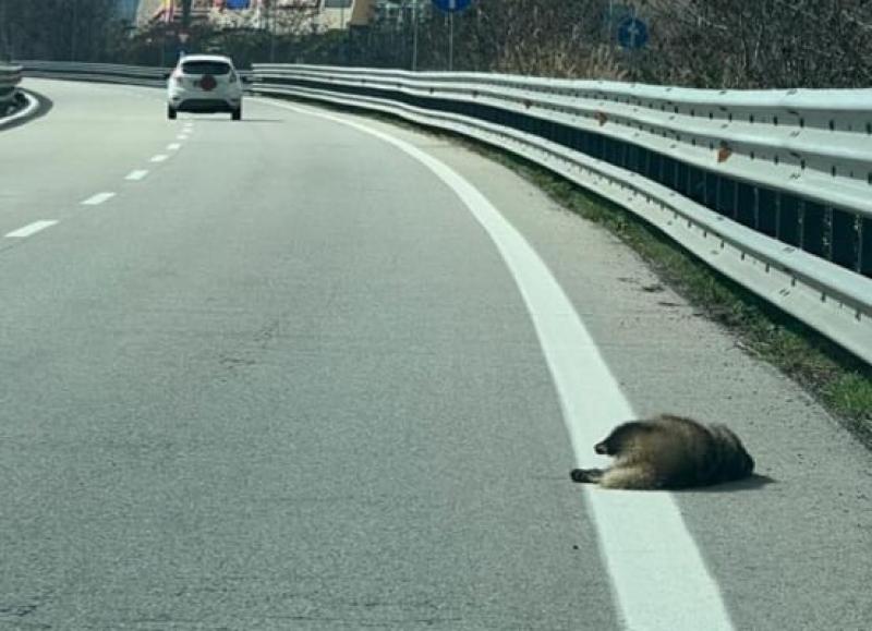 Segnalato un tasso morto sulla Teramo - Mare - Foto