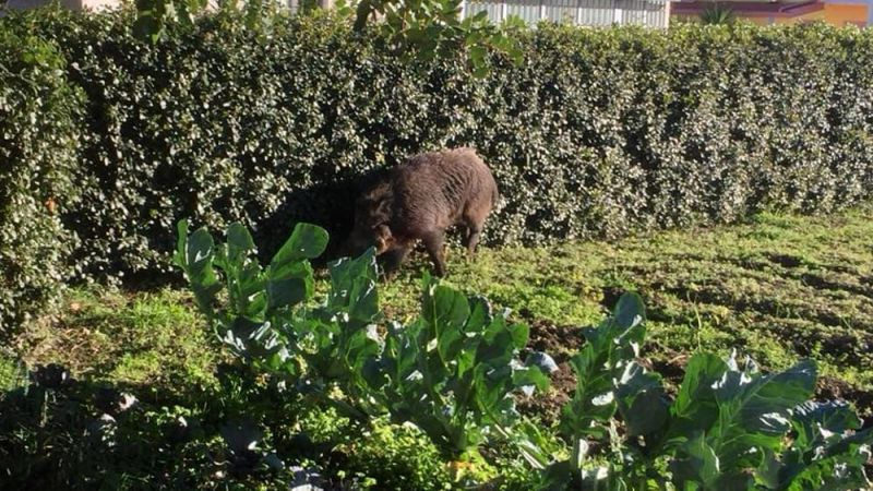 Vasto. Pronto il piano per abbattere i cinghiali nella Riserva di Punta Aderci - Foto