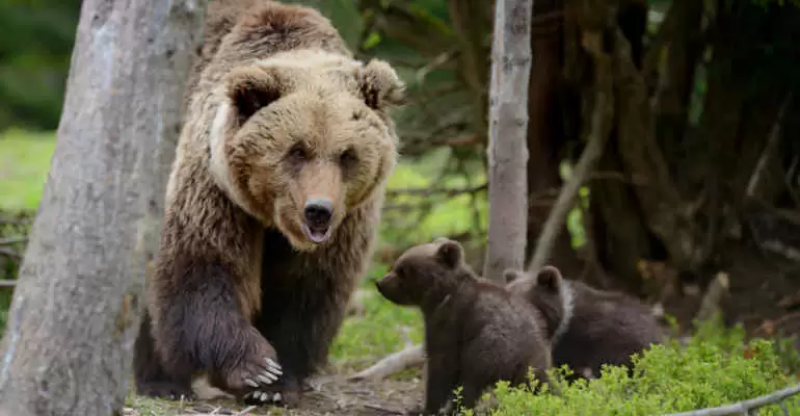 Uccisione orsa Amarena, gli atti tornano in Procura. Oggi sit-in degli animalisti - Foto