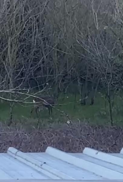 VIDEO - Avvistati due cerbiatti al parco fluviale di Teramo - Foto