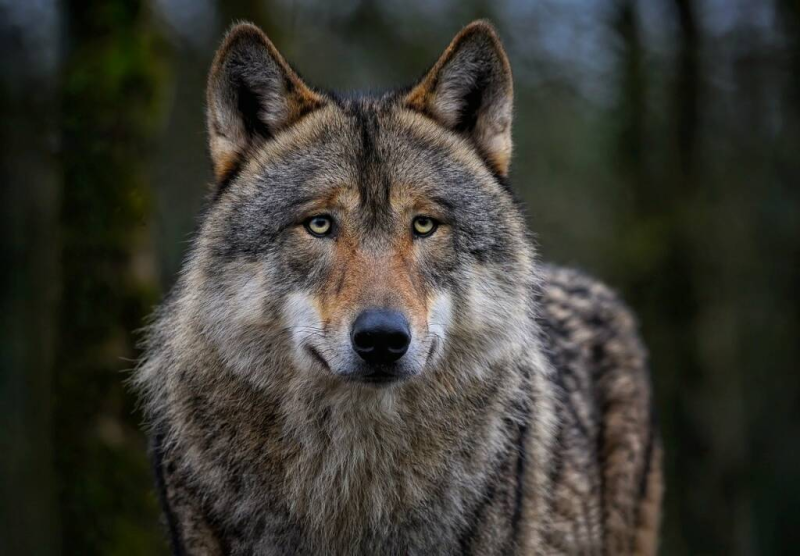 Abruzzo e fauna selvatica: comportamenti consigliati dal WWF per tutti i cittadini - Foto