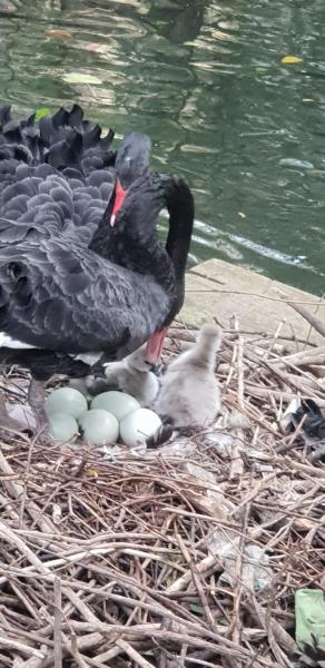 Alla Villa Comunale di Teramo sono nati i primi due cigni dell'ultima covata - Foto