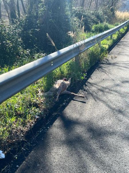 Continua la strage di animali investiti e uccisi sulle strade teramane - Foto