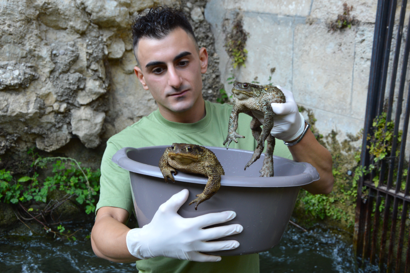 Il salvataggio del rospo comune che lotta contro trappole artificiali anche in Abruzzo - Foto