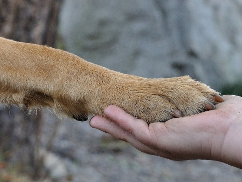 LNDC promette una diretta social sul processo ai veterinari della ASL di Pescara - Foto