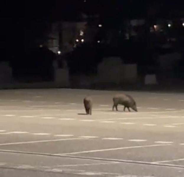 VIDEO - Cinghiali nella notte nel parcheggio dell'Università di Teramo - Foto